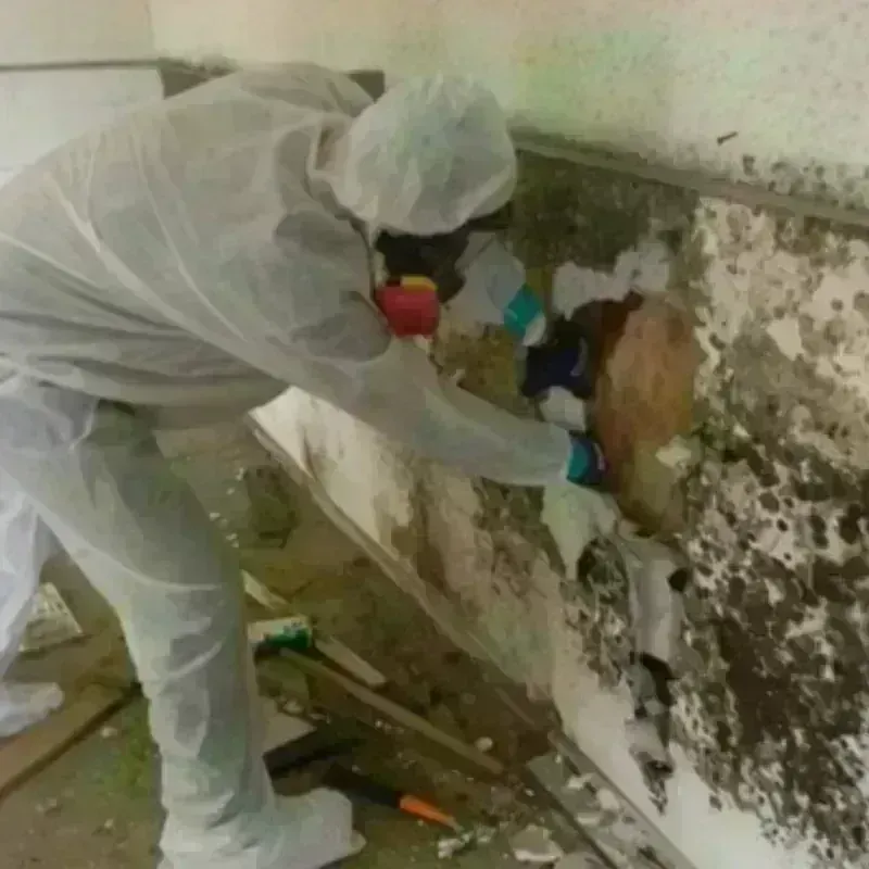 Mold Remediation and Removal in Corsicana, TX